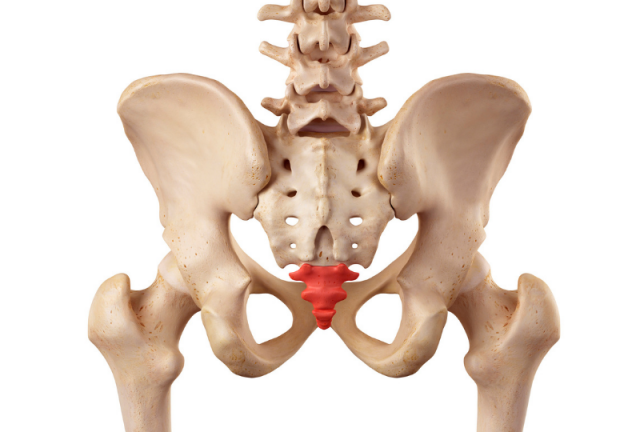 https://activehealth.com.au/wp-content/uploads/2021/01/Coccyx-1-640x432.png